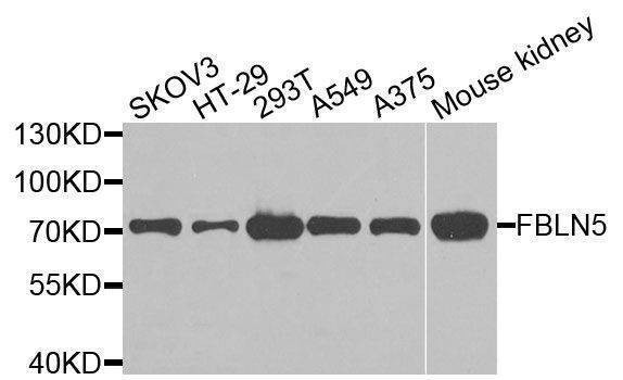 Anti-FBLN5 Antibody
