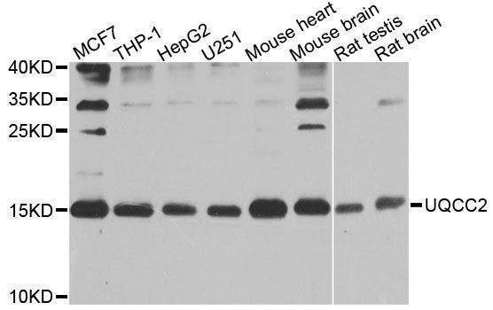 Anti-UQCC2 Antibody