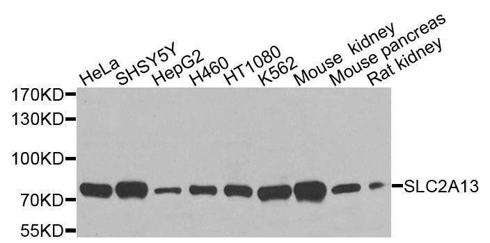 Anti-SLC2A13 Antibody