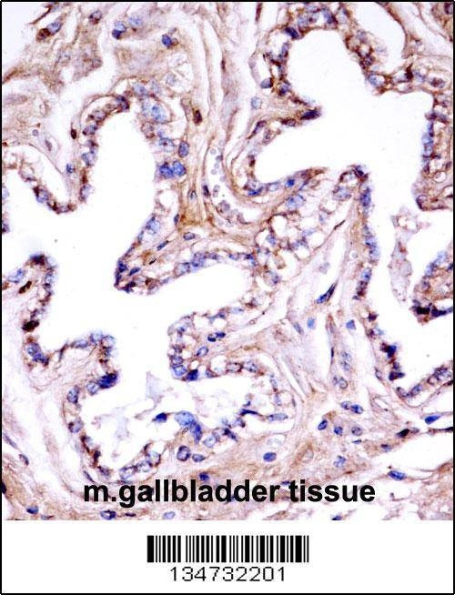 Anti-Mouse Akt1 (N-term) Antibody