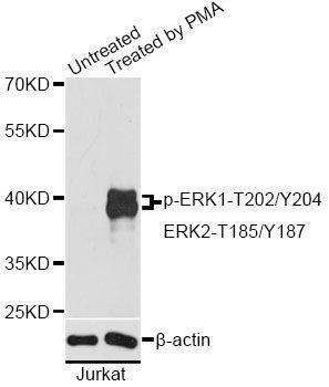 Anti-Phospho-ERK1-T202/Y204 + ERK2-T185/Y187 Antibody