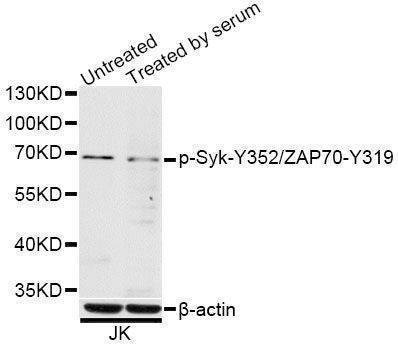 Anti-Phospho-Syk-Y352/ZAP70-Y319 Antibody
