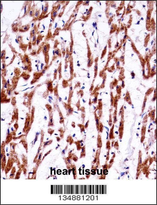 Anti-TMM85 (N-term) Antibody