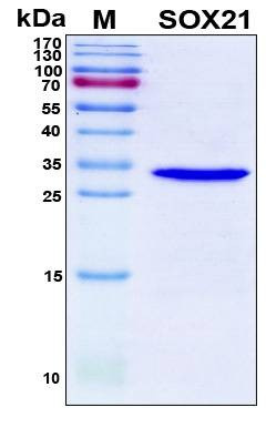 Recombinant Human SOX-21 Protein