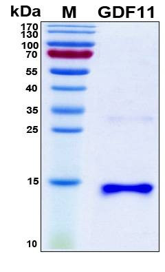 Recombinant Human GDF11 Protein, Antigen Grade