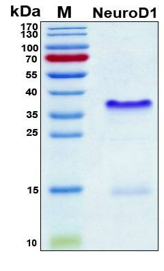 Recombinant Human NeuroD1 Protein