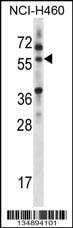 Anti-MINPP1 (C-term) Antibody