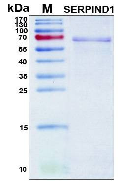Recombinant Human Heparin Cofactor 2 Protein, Antigen Grade