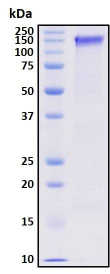 Recombinant Human Amphiphysin Protein, HEK293