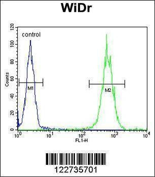 Anti-ALDH5A1 Antibody