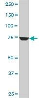 Anti-CPSF3 Antibody
