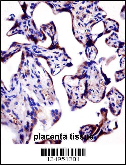 Anti-KCNA2 (C-term) Antibody