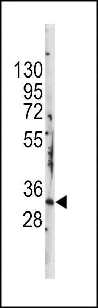 Anti-BRDG 1 (N-term F56) Antibody