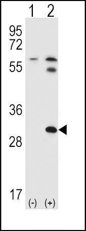 Anti-BRDG 1 (N-term F56) Antibody