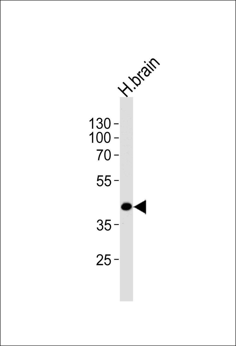 Anti-SEPT5 (N-term) Antibody
