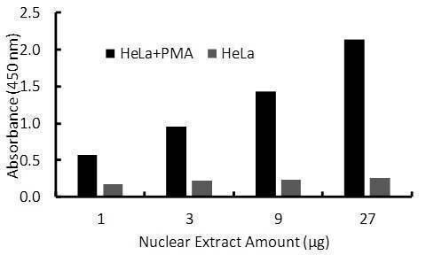 Human Sp1 Activity Assay Kit
