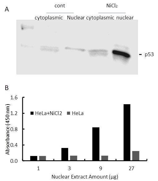 Human p53 Activity Assay Kit