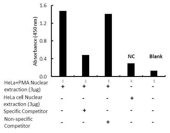 Human ELK-1 Activity Assay Kit