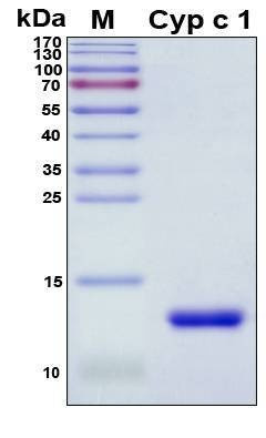 Recombinant Cyprinus Carpio Cyp c 1 Protein