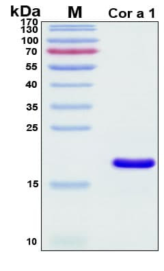 Recombinant Corylus Avellana Cor a 1 Protein, Antigen Grade