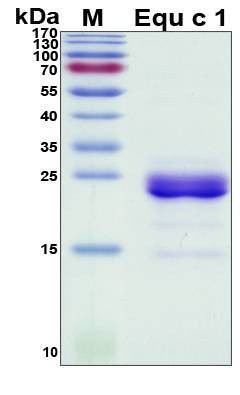 Recombinant Equine (horse) Equ c 1 Protein, Antigen Grade