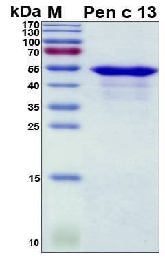 Recombinant Penicillium Citrinum Pen c 13 Protein, Antigen Grade