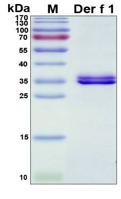 Recombinant Dermatophagoides Farinae Der f 1 Protein, Antigen Grade