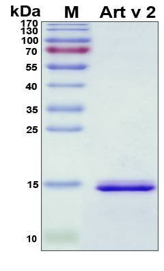 Recombinant Artemisia Vulgaris Art v 2 Protein, Antigen Grade