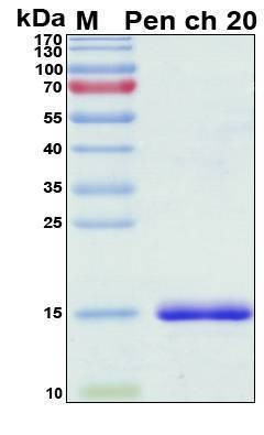 Recombinant Penicillium Chrysogenum Pen ch 20 Protein, Antigen Grade