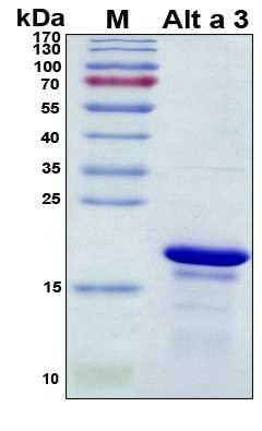 Recombinant Alternaria Alternata Alt a 3 Protein
