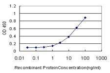 Anti-CREB1 Antibody
