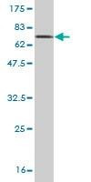 Anti-CREB1 Antibody