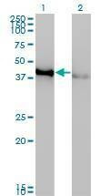 Anti-CREB1 Antibody