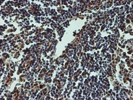 Anti-CREB1 Antibody