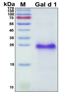 Recombinant Chicken Gal d 1 Protein, Antigen Grade