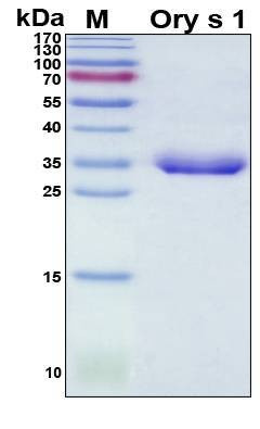 Recombinant Oryza Sativa Subsp. Japonica Ory s 1 Protein, Antigen Grade