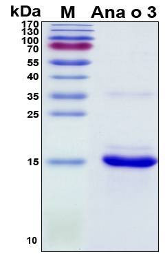Recombinant Anacardium Occidentale Ana o 3 Protein