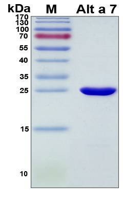 Recombinant Alternaria Alternata Alt a 7 Protein
