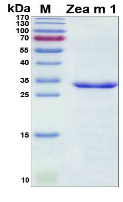 Recombinant Zea Mays Zea m 1 Protein, Antigen Grade