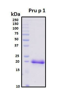 Recombinant Prunus Persica (Peach) Pru p 1 Protein
