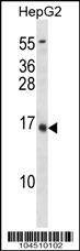 Anti-BGLAP (C-term C80) Antibody