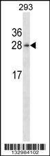 Anti-HN1 (Center) Antibody