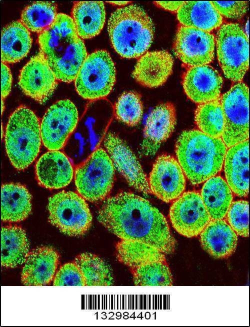 Anti-HN1 (Center) Antibody