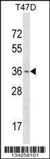 Anti-OTX1 (Center) Antibody