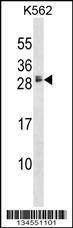 Anti-HBEGF (Center) Antibody