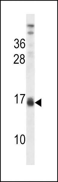 Anti-LALBA (Center) Antibody