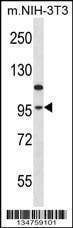 Anti-Mouse Eef2k (N-term) Antibody
