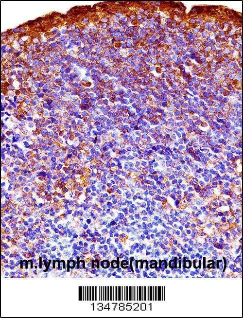 Anti-Mouse Gsk3a (C-term) Antibody