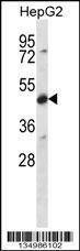 Anti-CDR2 (C-term) Antibody