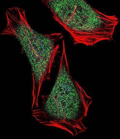 Anti-ECSIT (C-term) Antibody